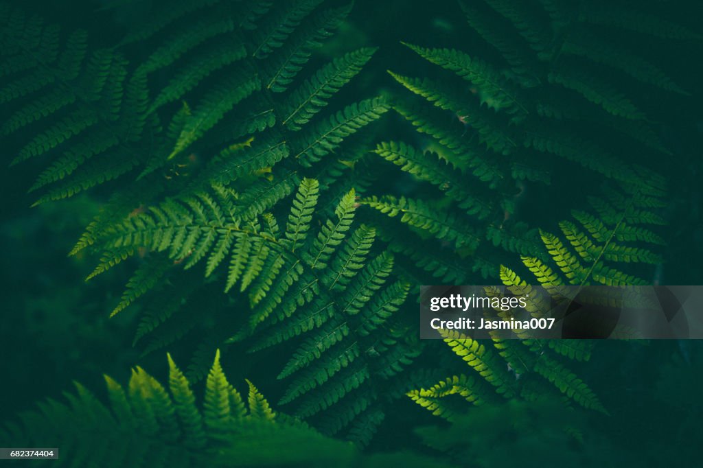 蕨類植物背景