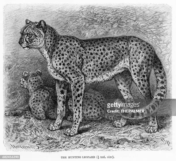 bildbanksillustrationer, clip art samt tecknat material och ikoner med cheetah gravyr 1894 - gepard