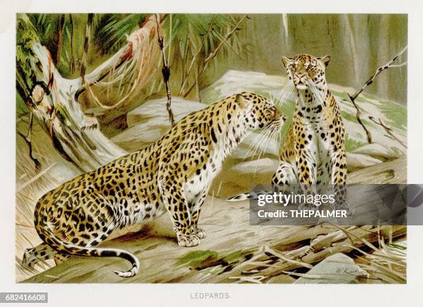 leopards  lithograph 1894 - leopard stock illustrations