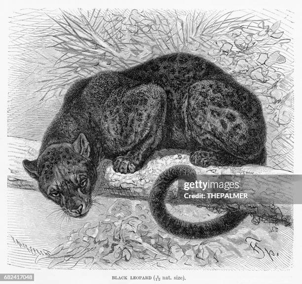 238点のクロヒョウイラスト素材 Getty Images 238点のクロヒョウイラスト素材 Getty Images