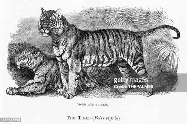 老虎雕刻 1894 - tigre 幅插畫檔、美工圖案、卡通及圖標