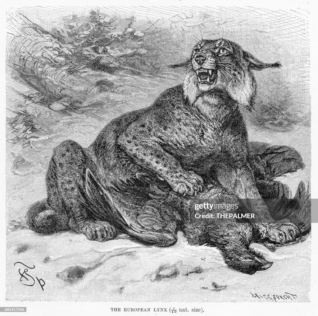 European lynx engraving 1894