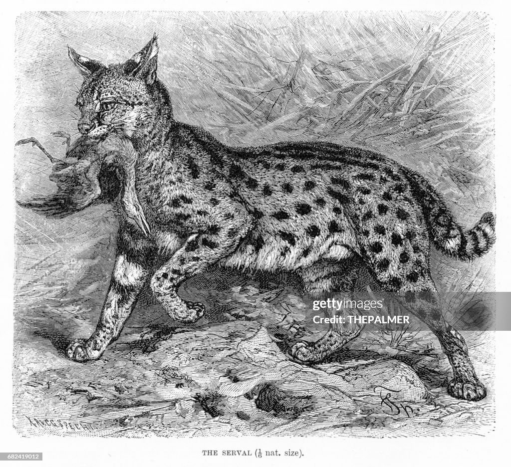 Serval engraving 1894