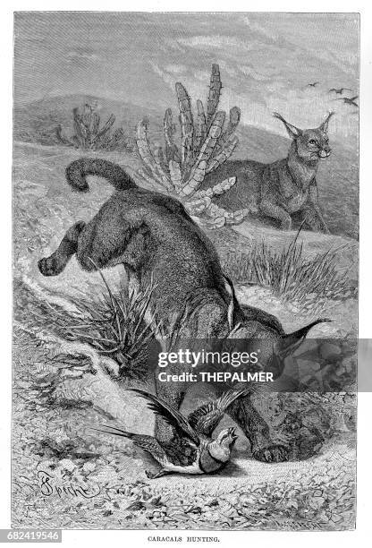 caracal engraving 1894 - caracal stock illustrations