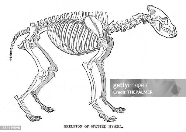 hyäne skelett gravur 1894 - tierisches skelett stock-grafiken, -clipart, -cartoons und -symbole