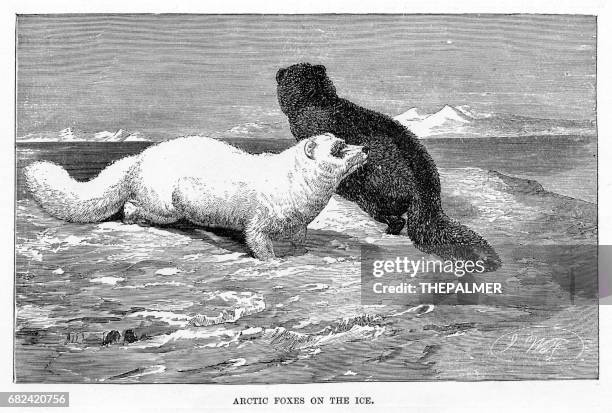 arctic fox engraving 1894 - arctic fox stock illustrations