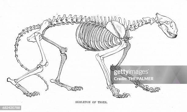 skeleton of tiger engraving 1894d - cat skeleton stock illustrations