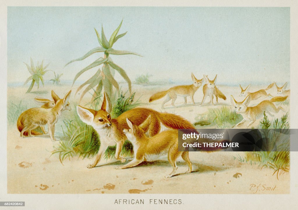 Fennec fox engraving 1894