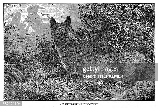 Fox Hunting Rabbits Engraving 1894 High-Res Vector Graphic - Getty Images