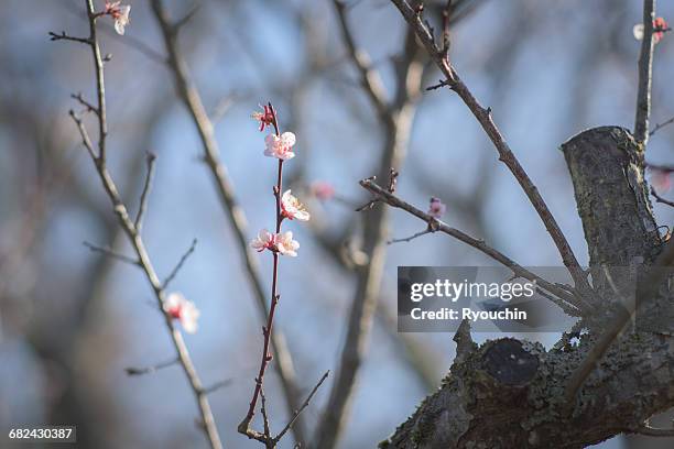Spring Blos 123 Blos Stock Photos, High-Res Pictures, and Images - Getty Images