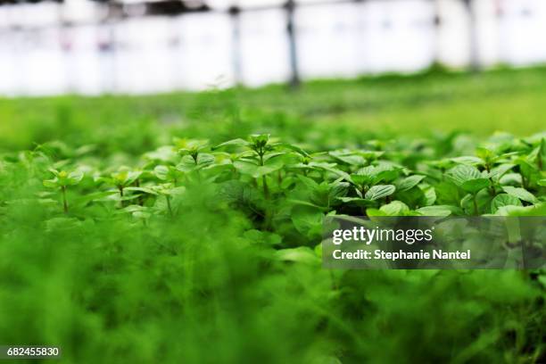 greenhouse - protection de l'environnement stock pictures, royalty-free photos & images