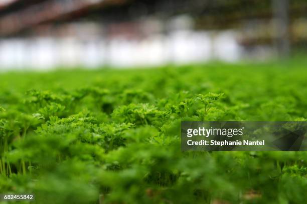 greenhouse parsley - végétation verdoyante 個照片及圖片檔