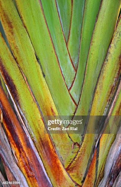 travelers palm (ravenala madagascariensis) leaf stems that fans out - ravenala madagascariensis stock pictures, royalty-free photos & images
