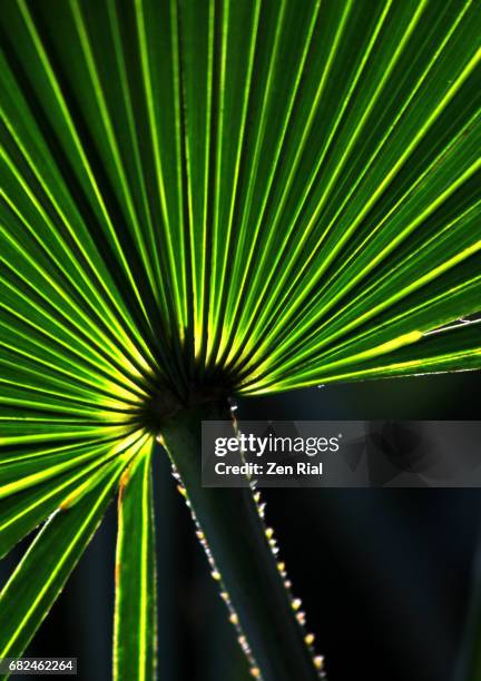 saw palmetto palm (serenoa repens) leaf on black background - saw palmetto stock pictures, royalty-free photos & images