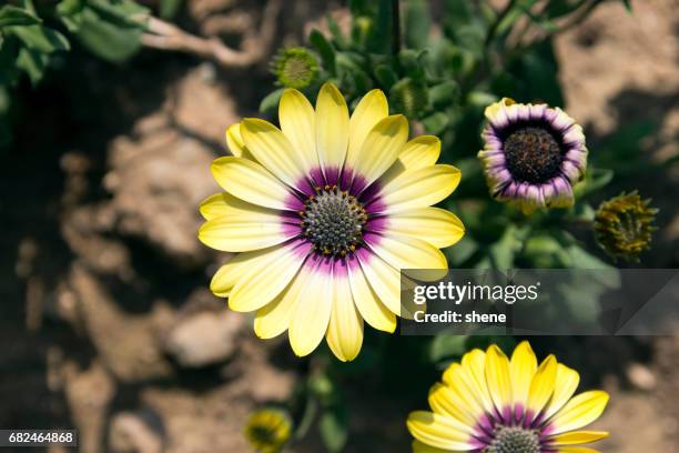 dimorphotheca - dimorphotheca stock pictures, royalty-free photos & images