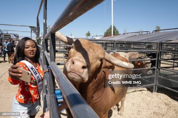 Miss USA 2016 Deshauna Barber takes a selfie with a bull named Beaver Creek Beau during a visit to the South Point Bull Housing on May 12, 2017 in...