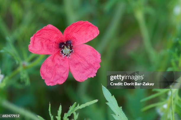 prickly round-headed poppy (papaver hybridum) - papaver hybridum stock pictures, royalty-free photos & images