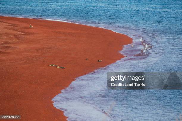Praia Da Rabida 143 Rabida Island Stock Photos, High-Res Pictures, and Images - Getty ...