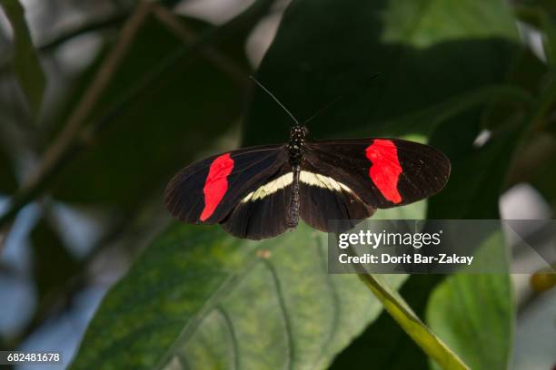 small postman (heliconius erato) - heliconiinae stockfoto's en -beelden