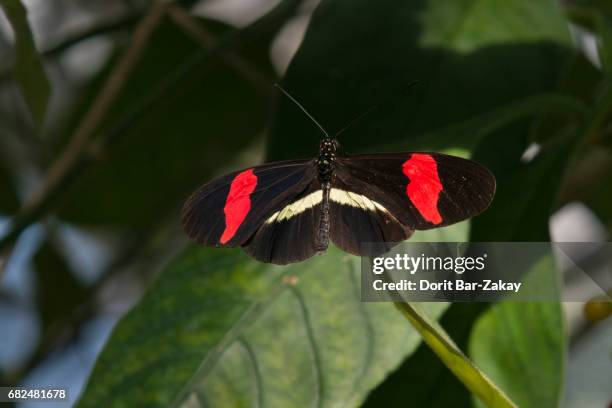 Postman Insect Postman Butterfly Photos and Premium High Res Pictures - Getty Images