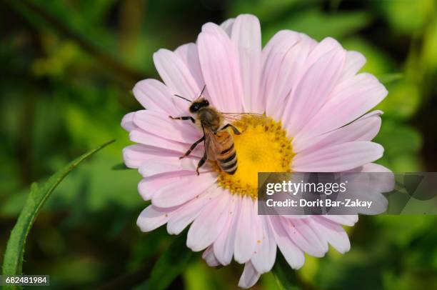 Chinese Aster Insect China Aster Photos and Premium High Res Pictures - Getty Images