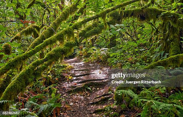 great bear rainforest - great bear rainforest stock pictures, royalty-free photos & images