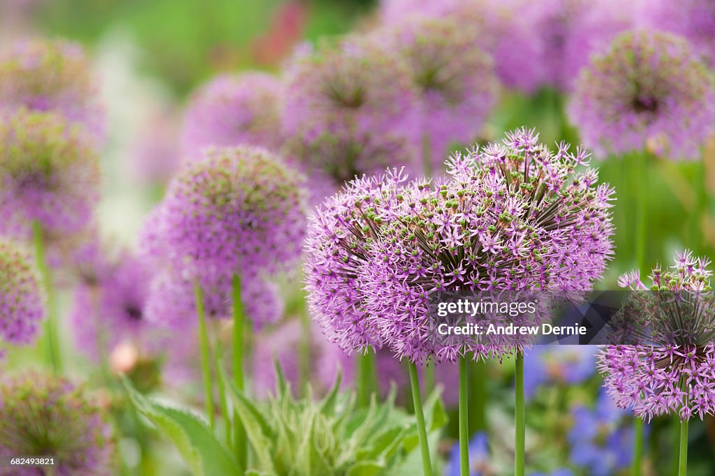 Allium Blooming