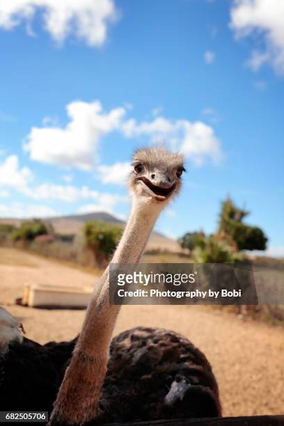 bulging eyes riveted toward the camera - ostrich 個照片及圖片檔