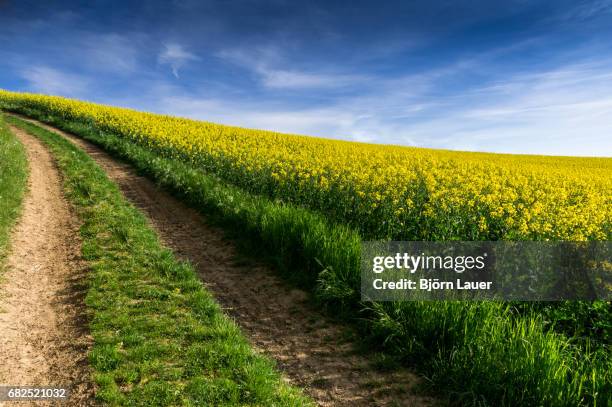 rape field in kraichgau - landwirtschaftliche tätigkeit bildbanksfoton och bilder