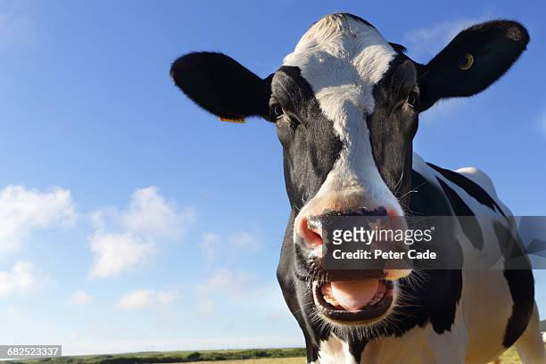friesian cow with mouth open looking at camera - cow stock-fotos und bilder