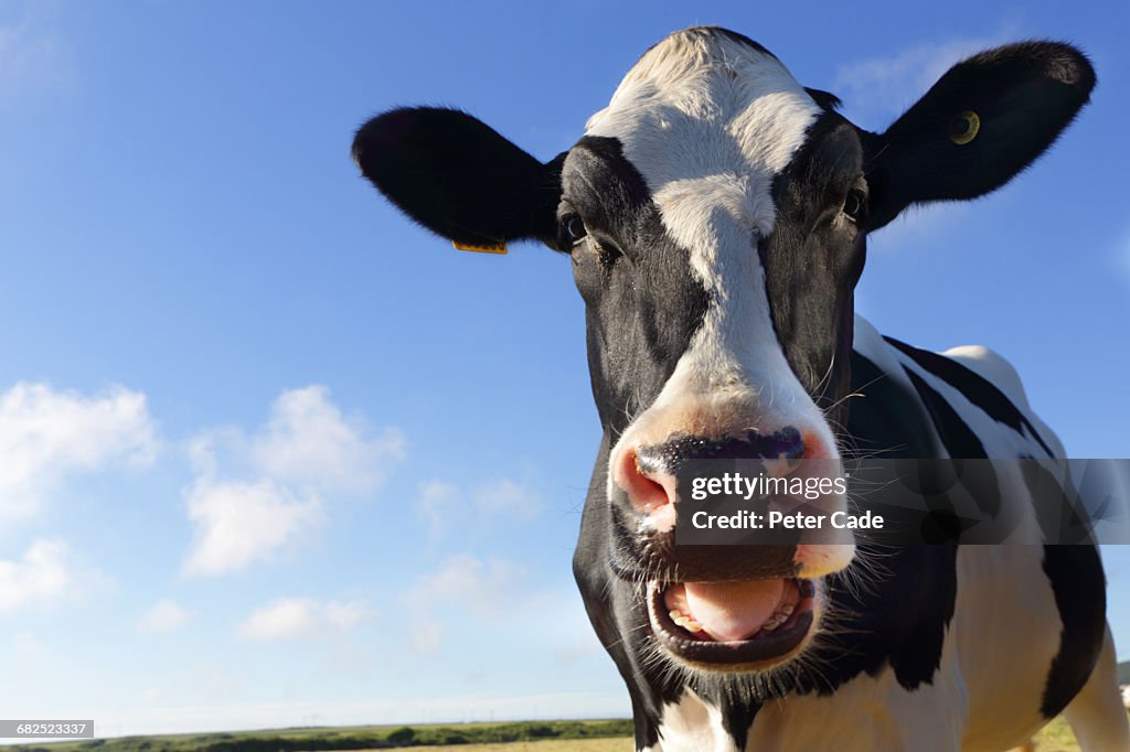 Friesian cow with mouth open looking at camera