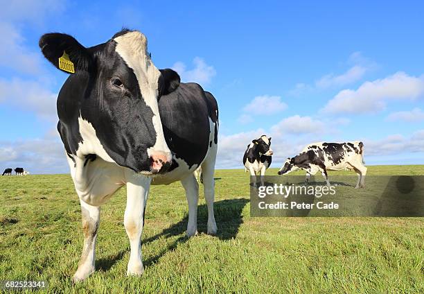 friesian cows in field - kuh stock-fotos und bilder