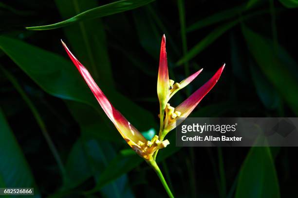 heliconia psittacorum (strawberries and cream) - hawaiian heliconia stock pictures, royalty-free photos & images