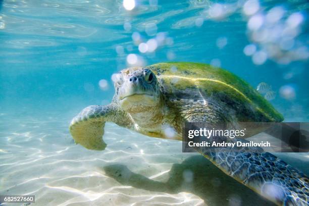 the green sea turtle - green turtle stock pictures, royalty-free photos & images