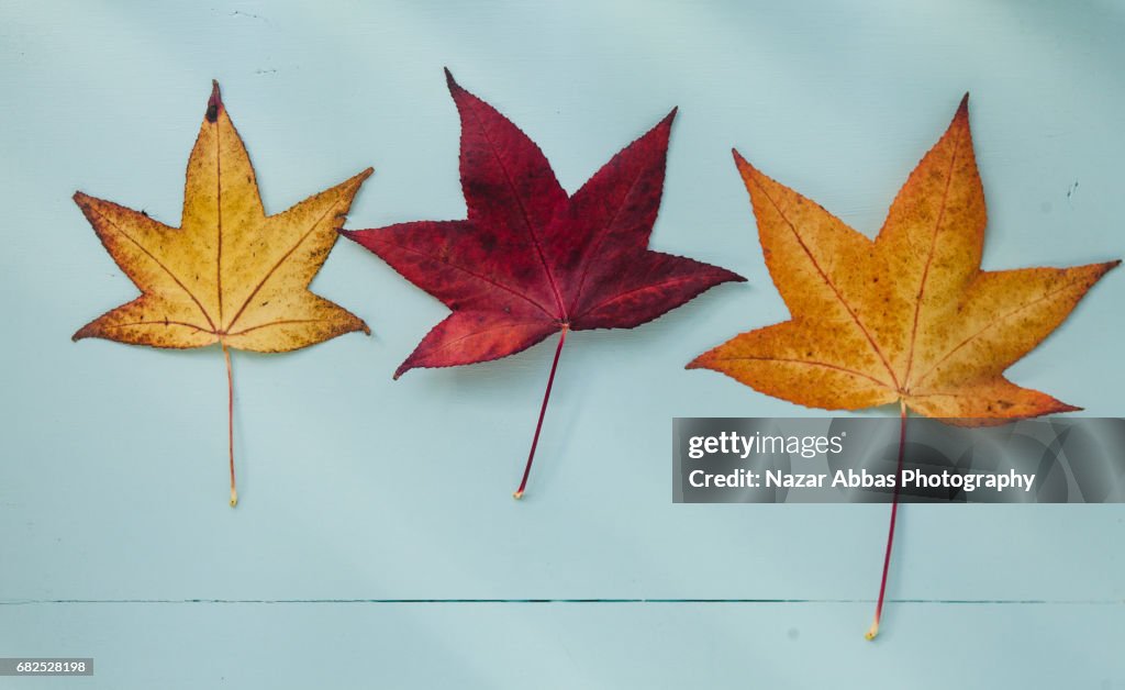 Top View Of Autumn Leaves Against Light Blue Background.
