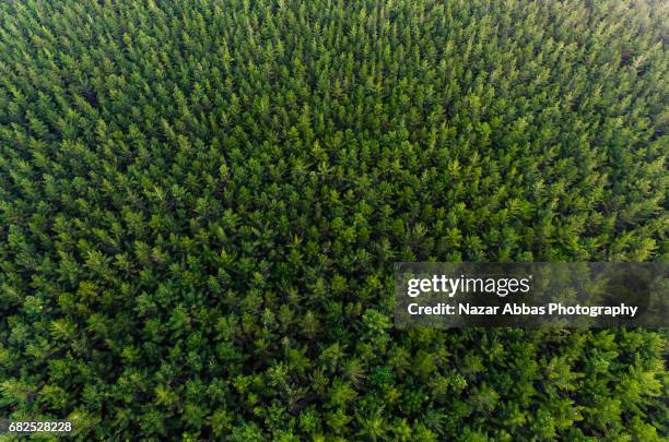 overhead view of pine forest, new zealand. - agroforestry stockfoto's en -beelden