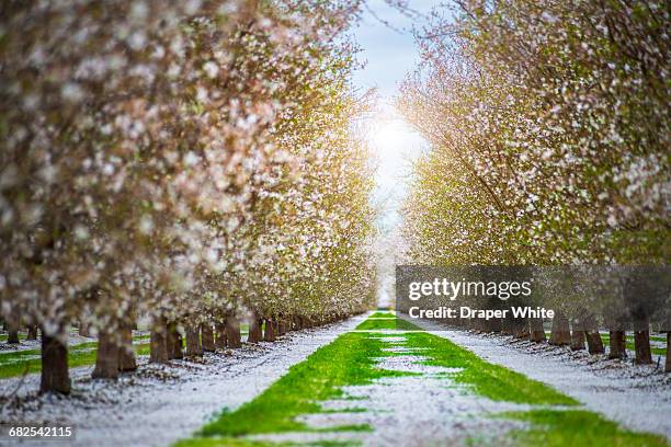 blooming apple orchard. - bakersfield stock pictures, royalty-free photos & images