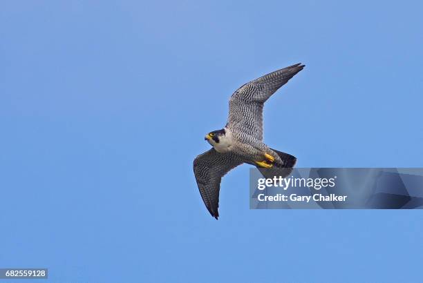 peregrine falcon  [falco peregrinus] - peregrine falcon stock pictures, royalty-free photos & images