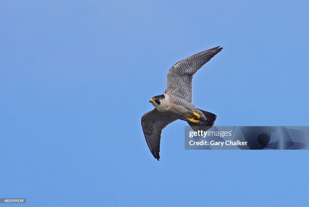 Peregrine Falcon  [Falco peregrinus]