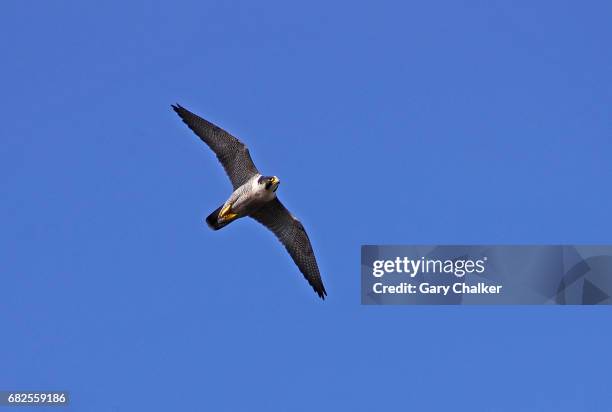 peregrine falcon  [falco peregrinus] - gary hunt stock pictures, royalty-free photos & images