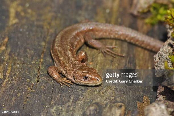 common lizard [lacerta zootoca vivipara] - lacerta vivipara stock pictures, royalty-free photos & images