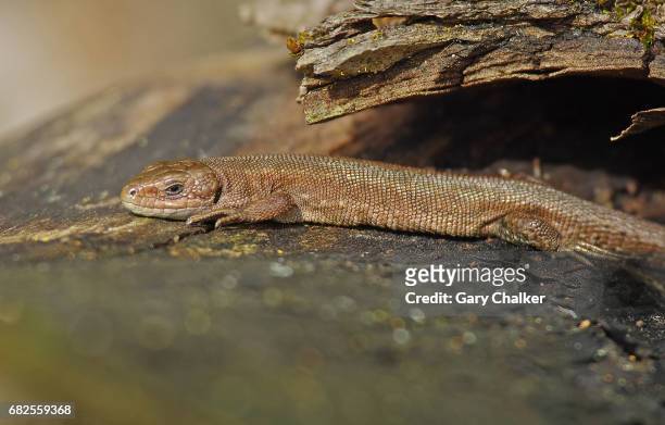 common lizard [lacerta zootoca vivipara] - lacerta vivipara stock pictures, royalty-free photos & images
