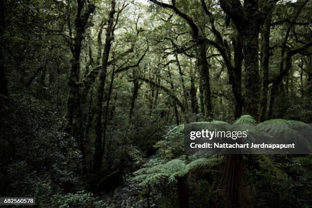 ancient forest with amazing light touch on moss and fern - southland new zealand stock pictures, royalty-free photos & images