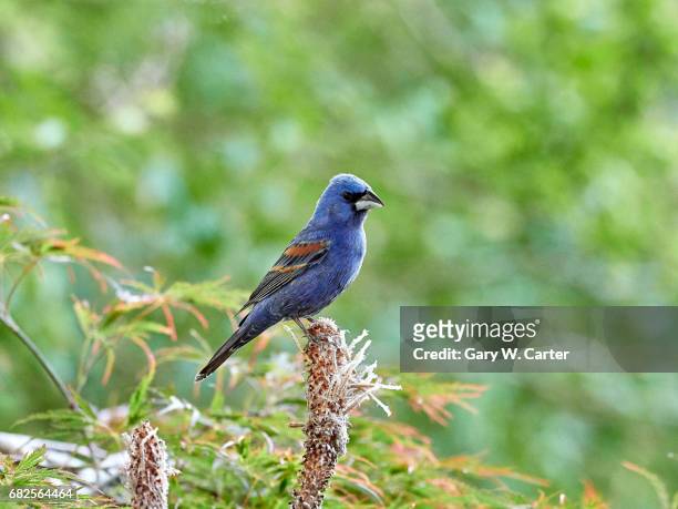 blue grosbeak - blue cardinal bird stock-fotos und bilder