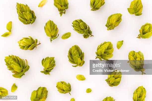 hops - hop stock pictures, royalty-free photos & images