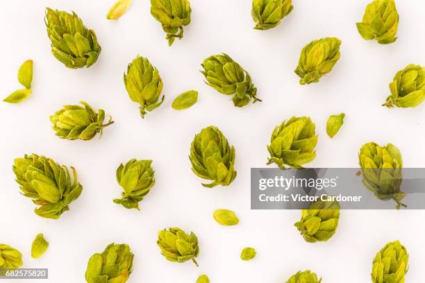 hops - beer ingredients bildbanksfoton och bilder