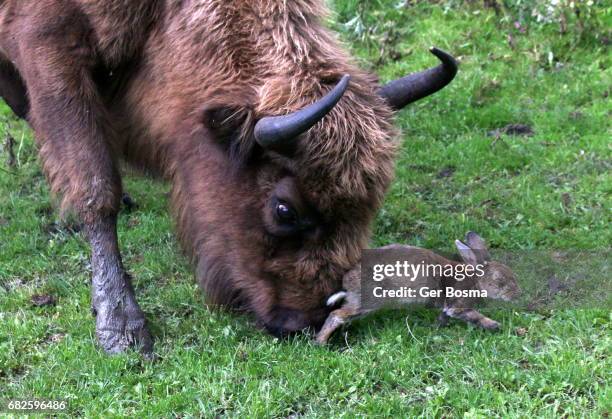 wisent toying with a myxomatosed rabbit - bull butting stock pictures, royalty-free photos & images