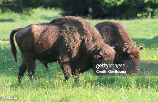 grazing european bisons - wisent stock-fotos und bilder