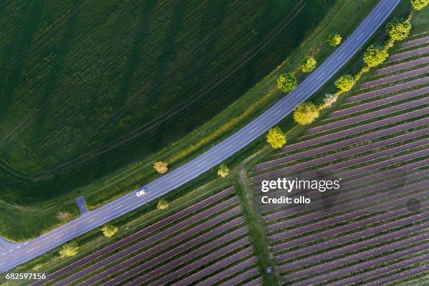 road through the vineyards and wheat fields, rheingau - rheingau stock pictures, royalty-free photos & images