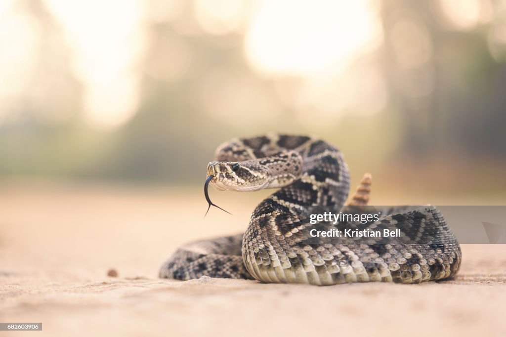 Eastern Diamondback Rattlesnake (Crotalus adamanteus) in Florida